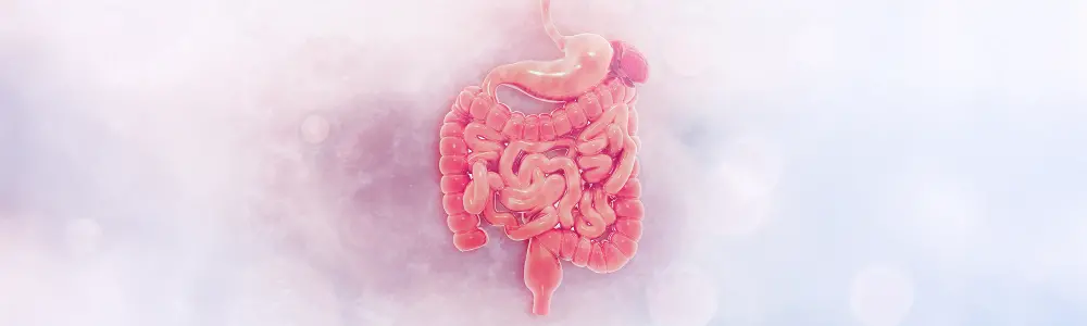 Digestion 101