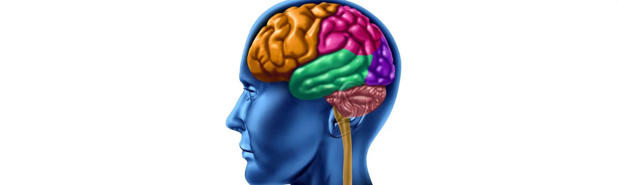 Natural Nootropics—Because We Could All Use a Boost! 