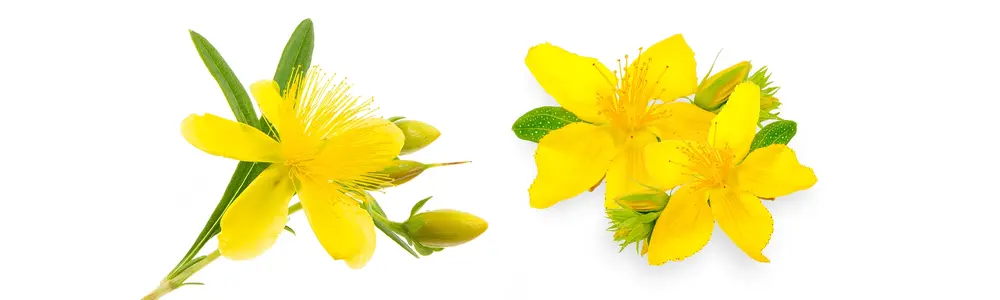 St. John’s Wort: Going to Nature’s Happy Place