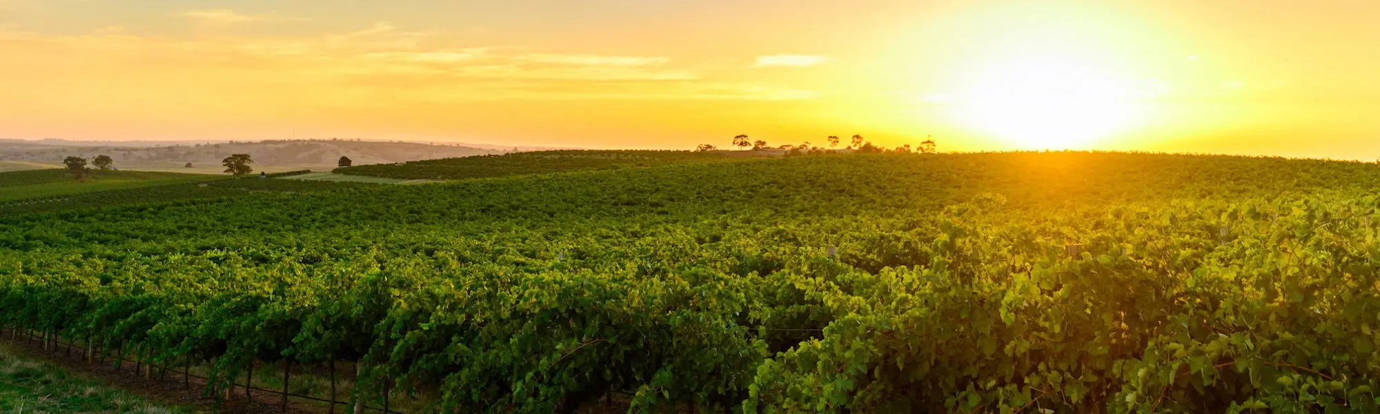 Top 10 Reasons to Choose Organic Products
