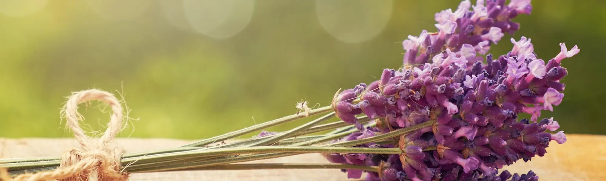 Lavender as an Anxiolytic