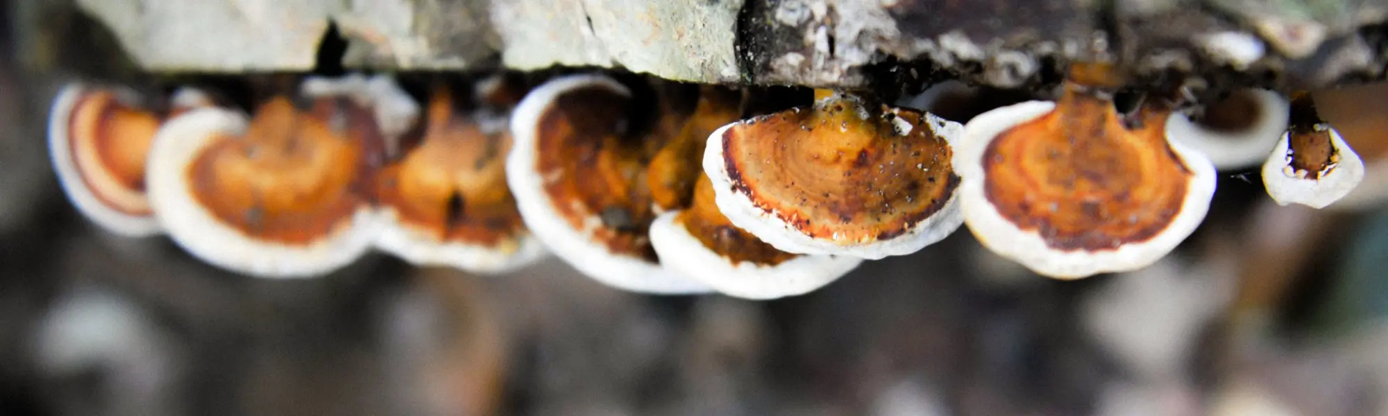 Five Medicinal Mushrooms: Health Benefits