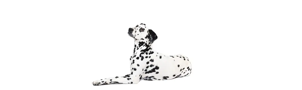 Leading the Way to Well-Trained Dogs