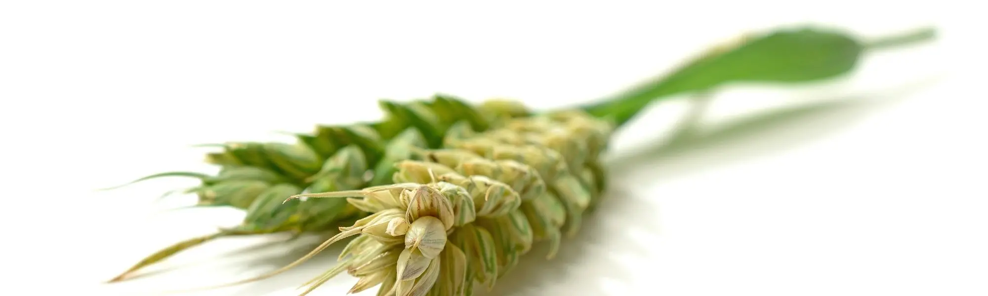 Rye Pollen Extract