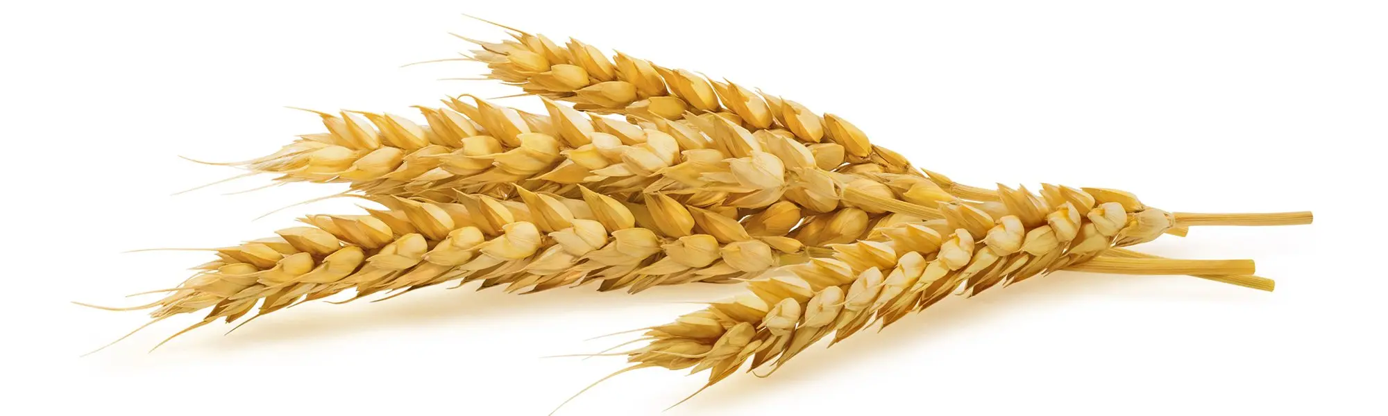 Celiac Disease and Non-Celiac Gluten Sensitivity