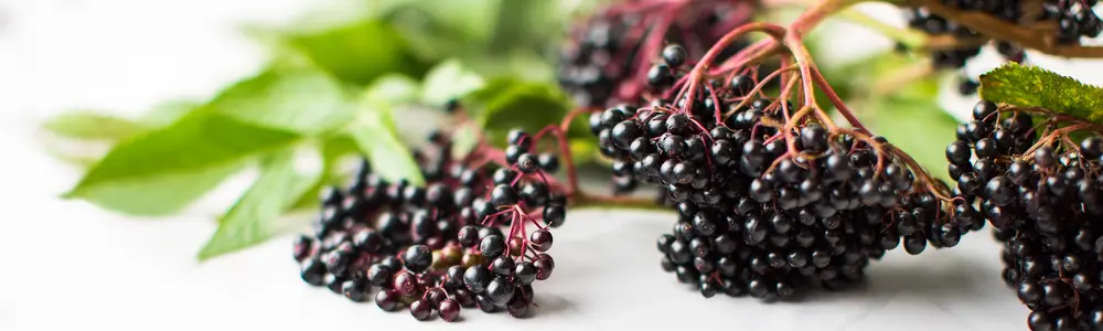 Elderberry: Old Meets New—Traditional and Modern Medicine for Colds and Flus