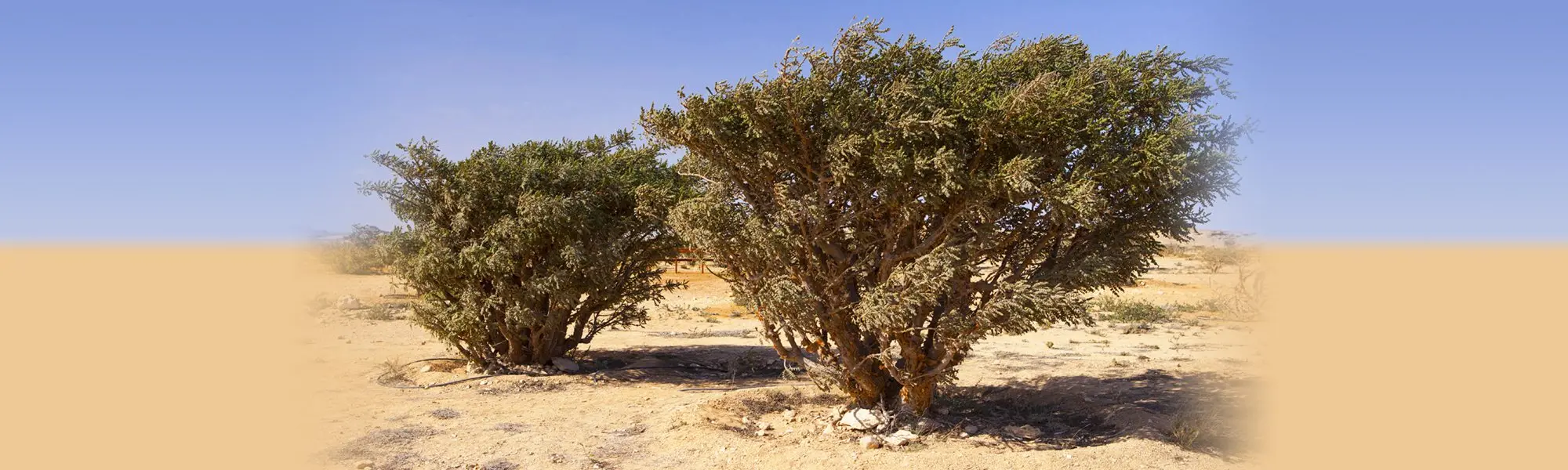 Make Pain and Inflammation History with Boswellia